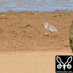 シロチドリのメス。