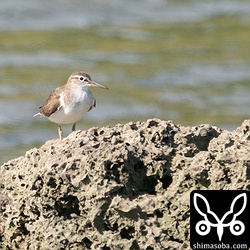 いつも単独のイソシギ。渡りも単独なのかな?