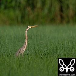 牧草地のムラサキサギ。若い個体かもしれません。