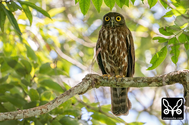リュウキュウアオバズク