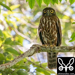 少し離れたところからわが子を見守る親鳥。