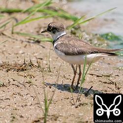 コチドリのオス。コチドリは結構な数が入っています。