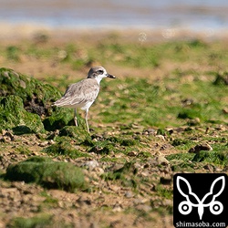 メダイチドリ冬羽へ。
