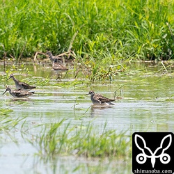 タカブシギは田んぼに15羽ほど入りました。