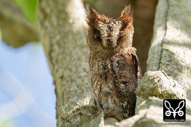 リュウキュウコノハズク