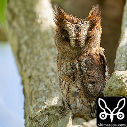 最近、巣穴から顔をのぞかせるようになったコノハズクのメス。ヒナがだんだん大きくなって室が狭くなってきているのでしょう。