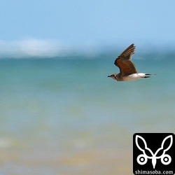 海をバックに飛ぶ、ツバメチドリ成鳥。冬羽への換羽が始まっています。