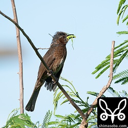 バッタを捕まえた子育て中のヒヨドリ。この後、巣へ運んで行きました。