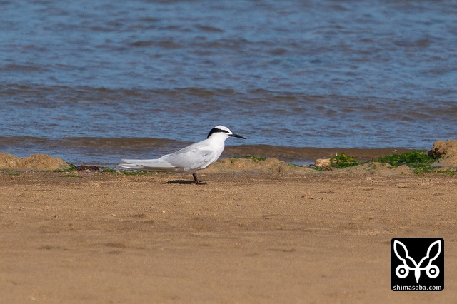 エリグロアジサシ