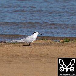 砂浜に降りたエリグロアジサシ。