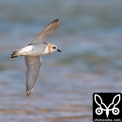 飛ぶメダイチドリ。