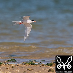 ベニアジサシ。右足にメタルリングが装着されていますが読めませんでした。