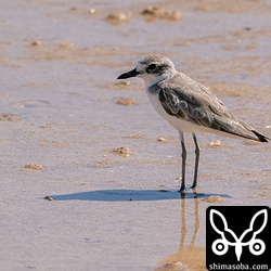 オオメダイチドリは近かったけど逆光…。