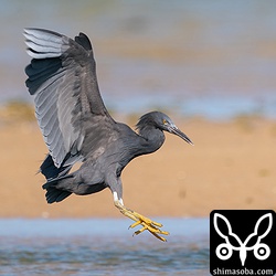 目の前に降りたクロサギ。