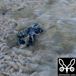 波打ち際に到着。あっという間に海に消えて行きました。