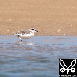 シロチドリは石垣島でも繁殖しています。