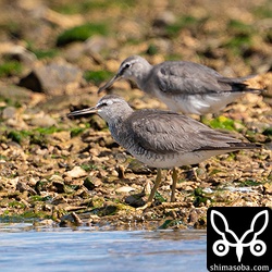 フラッグ付きのキアシシギは探し出せず。