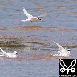 暑いのでエリグロアジサシたちも水浴び。