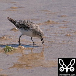 トウネンはほぼ冬羽。