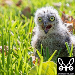 34度まで気温が上がった石垣島。コノハズクのヒナも暑さに口を開いています。