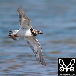 キョウジョシギの飛翔。尾羽がボロボロで初列風切は換羽中。P5が伸長中ですね。