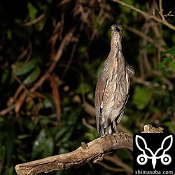 若いズグロミゾゴイはいつもの枝で休んでいた。