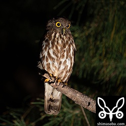 こちらはまだ抱卵中のアオバズク。見張りをしているのはオス個体。