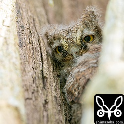 成長具合から見て上の個体より先に生まれたと思われる個体。こちらも先日の落下したヒナとは違うようですので、この巣には3羽のヒナがいそうです。