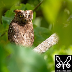 こちらは上のヒナたちの母親。こちらもしょっちゅうカラスとバトルを繰り広げている。営巣木の回りにはカラスの羽が複数落ちているのは戦いの痕跡か?