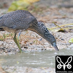 巣立ち後、何日がたったズグロミゾゴイの幼鳥。まだ口ばしも短く、虹彩も青みがかって幼さが残ります。