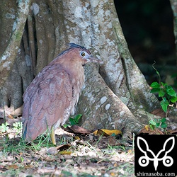 ズグロミゾゴイはくちばしが泥だらけ。虹彩に特徴がある個体です。