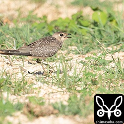 ツバメチドリの幼鳥。島内でも少数が繁殖しています。