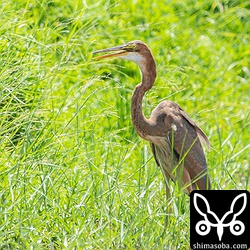 田んぼのムラサキサギ幼鳥。昨年は沈砂池で繁殖していましたが、今年はどこで子育てしていたのだろう。