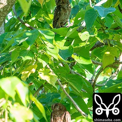 昼間の親鳥。上がメスで下がオス。