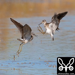 餌場をめぐって戦うタカブシギ成鳥。