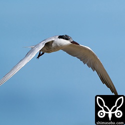 夏羽から冬羽に変わりつつあります。