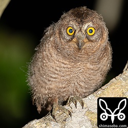 巣立ったコノハズクのヒナ。