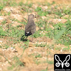 ツバメチドリ成鳥。すでに冬羽に変わっています。