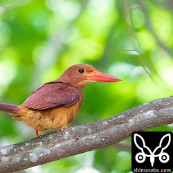 公園のアカショウビン。賑やかだったアカショウビンたちもすっかり目立たなくなりました。