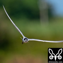 クロハラアジサシ飛翔。