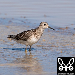 ヒバリシギ成鳥。夏羽後期でボロボロです。