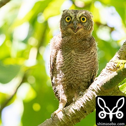 暑さのため口を開いています。