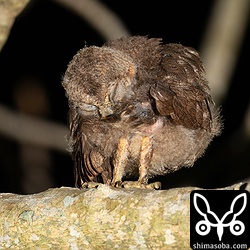 2番子は餌を十分もらえているようでリラックスしていました。