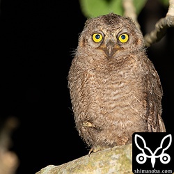 2番子は1番子より綿羽が多いですね。くちばしに付いた傷でも個体識別できます。