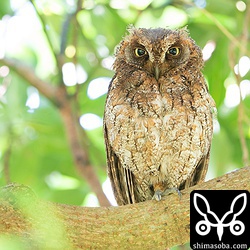 巣立った1番子を見守るオス親。