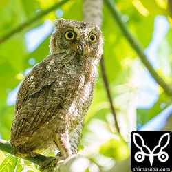 やはり体の大きい1番子が最初に巣立ちました。