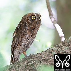 上の巣立ちビナのオス親。カラスが多い環境なので気が休まる暇もないでしょう。