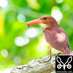 アカショウビンのメス。まだ換羽は始まっていないようできれいな個体です。