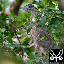巣立ち5日前のズグロミゾゴイ。巣はほとんど壊されています。