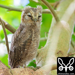 ヒナはしばらくこちらを見ていましたが、興味を失うとこの後、眠りにつきました。^^